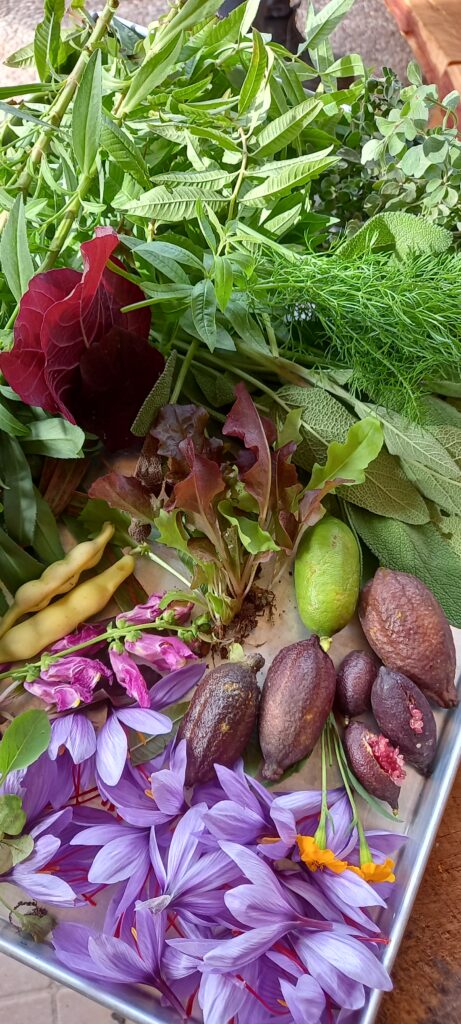 Verdure e prodotti freschi dell’orto
